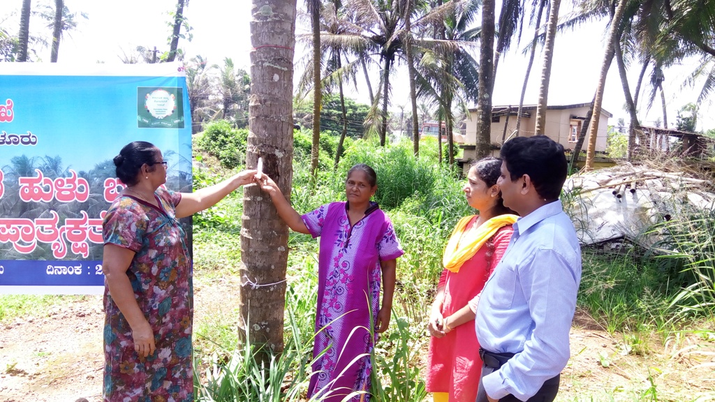 ತೆಂಗಿನ ಮರಗಳಿಗೆ ಹುಳ ಬಾಧೆ: ಬೆಳೆಗಾರರಿಗೆ ಪುನಶ್ಚೇತನ ಪ್ಯಾಕೇಜ್